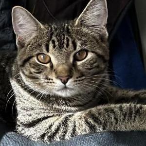 Image of Raya, Lost Cat