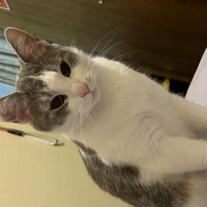 Lost Cat Bing bing