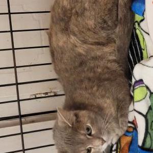 Image of Unknown, Found Cat
