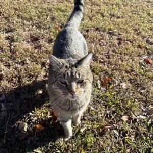 Image of Thor, Lost Cat