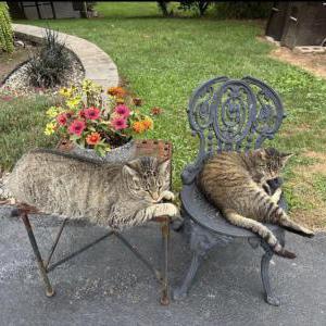 Image of Jane, Lost Cat