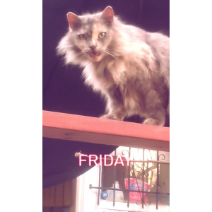 Image of Fizzy, Lost Cat