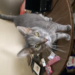 Lost Cat Bender