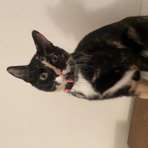 Image of Tsuki, Lost Cat