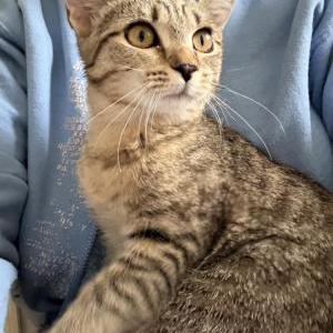 Image of Evie, Lost Cat