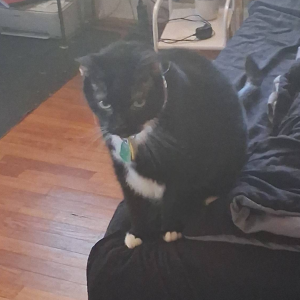 Image of Gummy Bear, Lost Cat