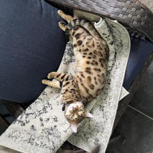 Image of Luna, Lost Cat