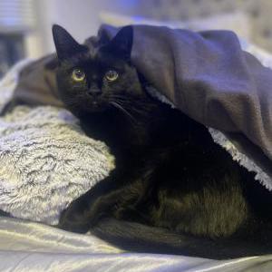 Image of Luna, Lost Cat