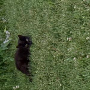 Image of Unknown, Found Cat