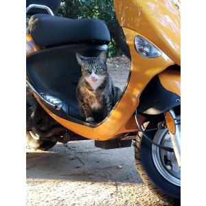 Image of Olive, Lost Cat