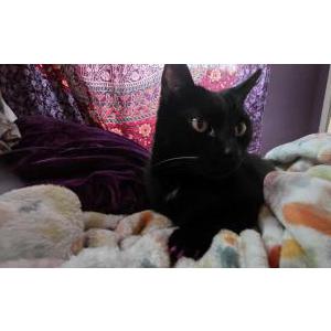 Image of Squirt, Lost Cat