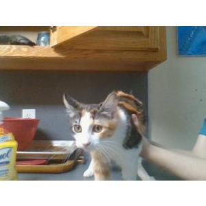 Lost Cat Grace
