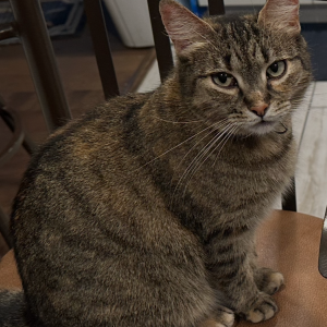 Lost 2 Misty Luna (TX)
