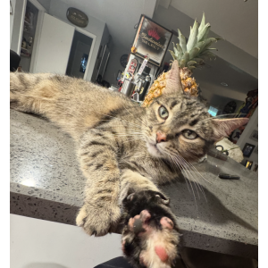 2nd Image of Misty Luna, Lost Cat