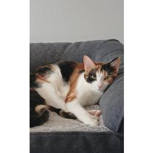 Image of Venus, Lost Cat