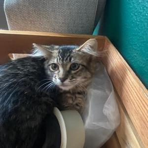 Image of Skull, Lost Cat