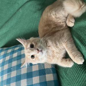 Image of Michi, Lost Cat