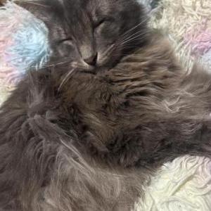 Image of Willow, Lost Cat