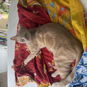 Image of Tuna, Lost Cat