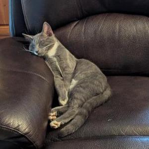 Image of Fudge, Lost Cat