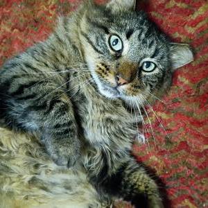 Image of Loki, Lost Cat