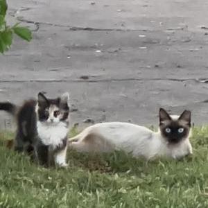 Image of Floof, Lost Cat
