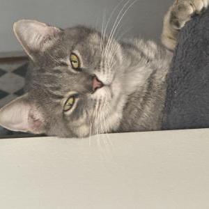 Image of Toby, Lost Cat