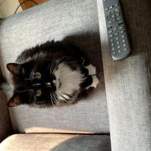 Image of Nico, Lost Cat