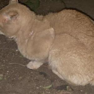 Image of Unknown, Found Cat