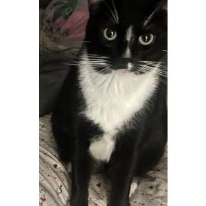 Image of Loki, Lost Cat