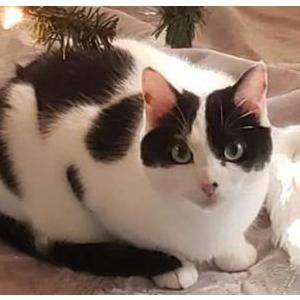 Image of Luna, Lost Cat