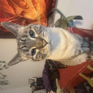 Image of Daenerys, Lost Cat