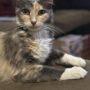 Image of Tini, Found Cat