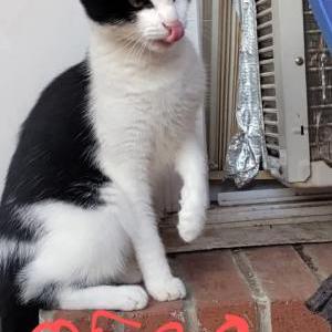 Image of Oreo, Lost Cat