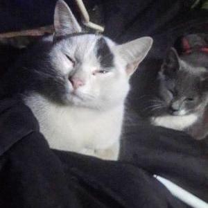 Image of Domino, Lost Cat