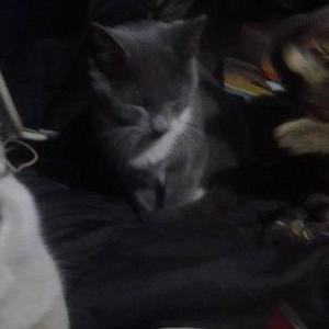 Image of Fluffy Butt But, Lost Cat