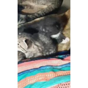 Image of Half Breed, Lost Cat