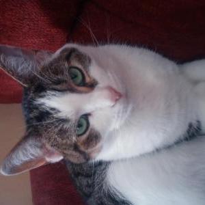 Image of Cassie/Cassandra, Lost Cat