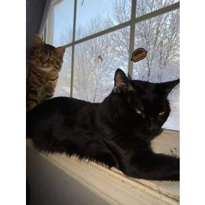 Image of Batman, Lost Cat