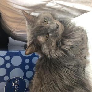 Image of Effy, Lost Cat