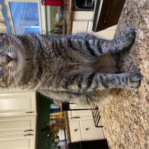 Image of Nyla, Lost Cat
