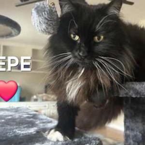 Image of Pepe, Lost Cat