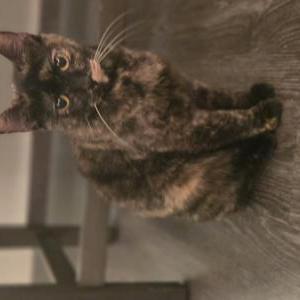 Image of Unknown, Found Cat