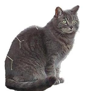 Image of Lily, Lost Cat