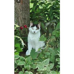 Lost Cat Malibu