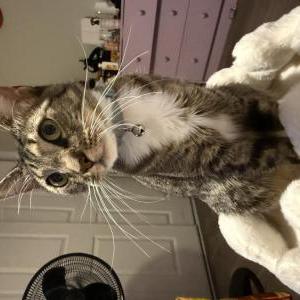 Image of Mia, Lost Cat