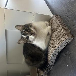 Image of Kate, Lost Cat