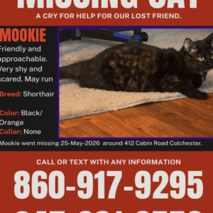 Image of Mookie, Lost Cat