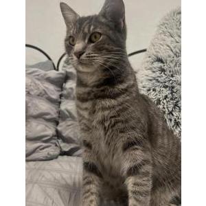 Image of Mochi, Lost Cat