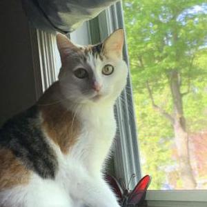 Image of Kimchi, Lost Cat